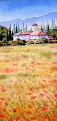Poppies, Provence.